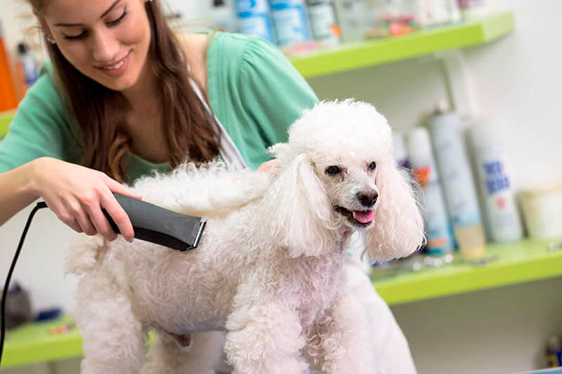 Köpeklerimizin Bakımı