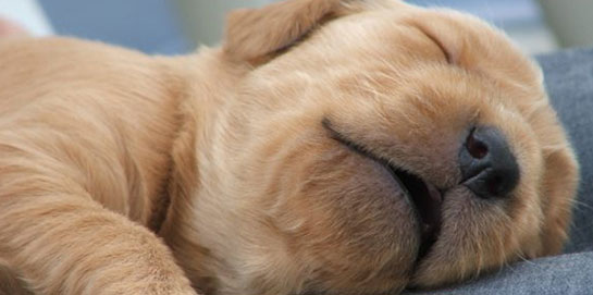 Köpeklerde (Kanlı İshal)  Parvo